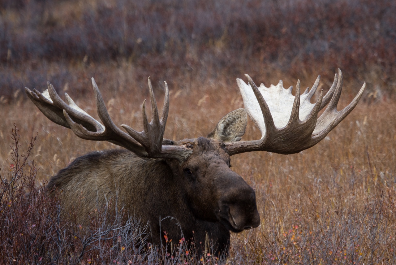 Denali National Park As Matt updated you all on the… — photograph 2 of 4