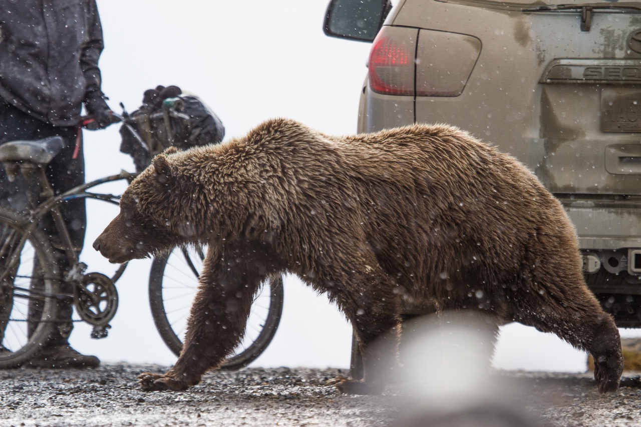 Denali National Park As Matt updated you all on the… — photograph 4 of 4